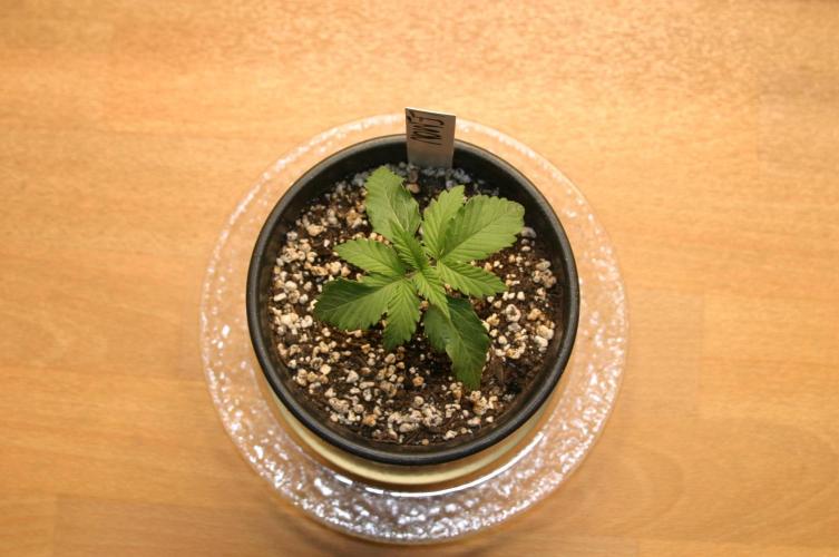 Photosynthesis on the Burnerphone. Week 2