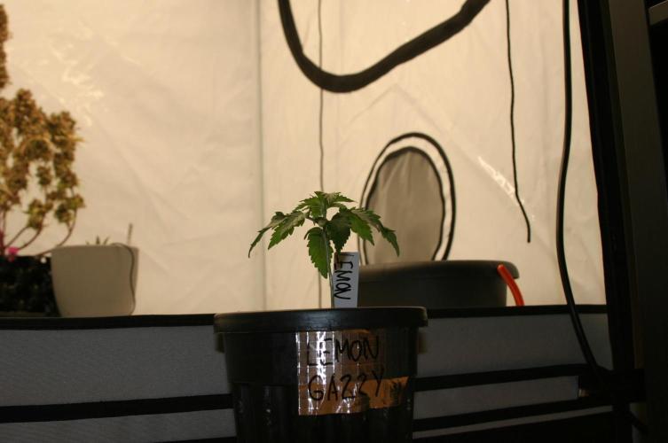 Delicious Seeds - Lemon Gazzy door Kushycat
