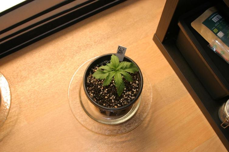 Photosynthesis on the Burnerphone. Week 2