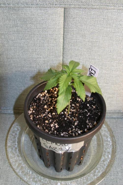 Photosynthesis on the Burnerphone. Week 2
