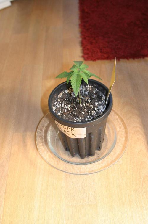 Green Thumbs at the Traphouse. Week 2