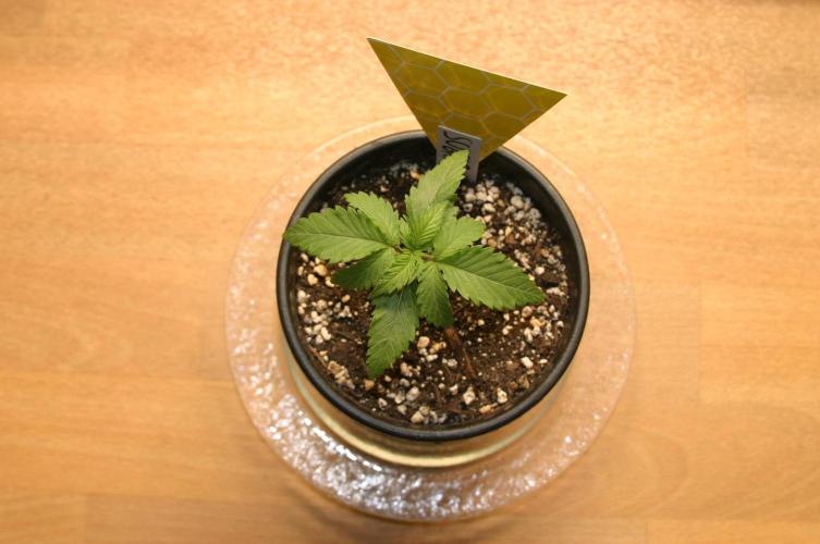 Green Thumbs at the Traphouse. Week 2