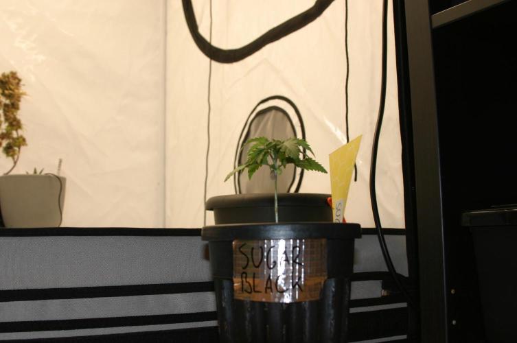 Green Thumbs at the Traphouse. Week 2
