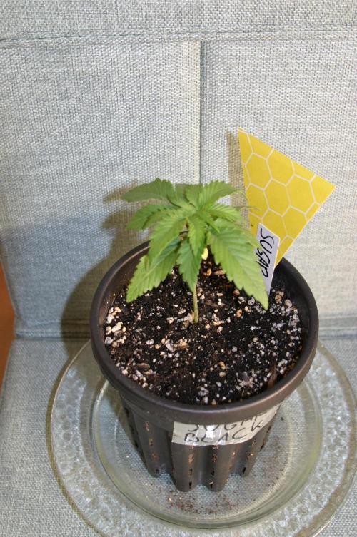 Green Thumbs at the Traphouse. Week 2