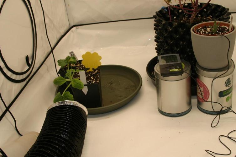 Green Thumbs at the Traphouse. Week 2