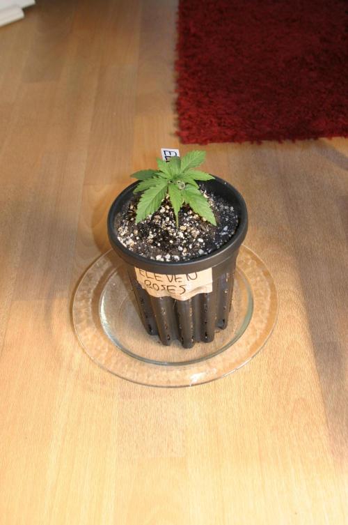 I know what you planted last summer. Week 2