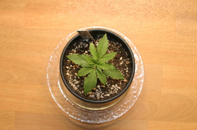 I know what you planted last summer. Week 2
