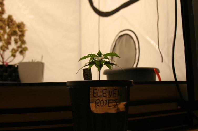 I know what you planted last summer. Week 2