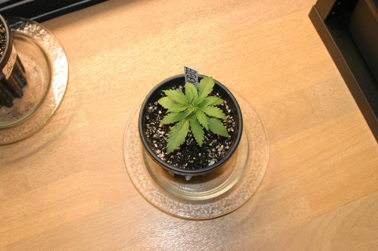 I know what you planted last summer. Week 2