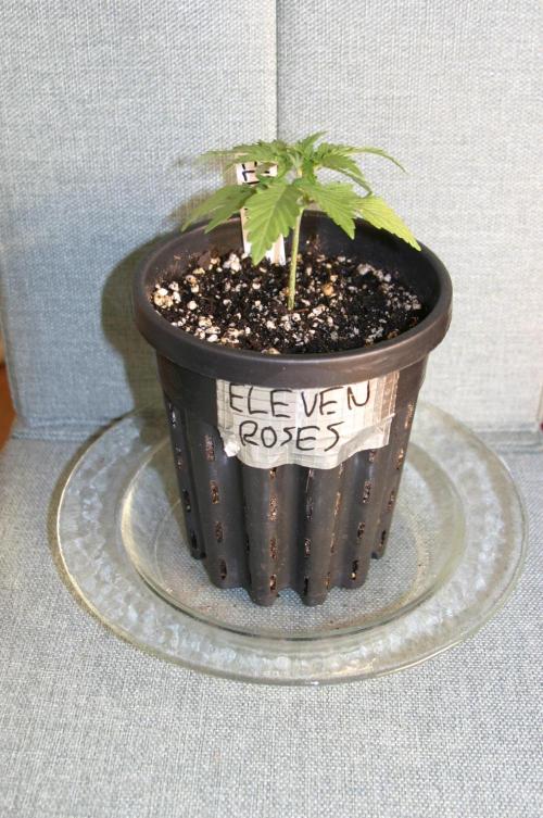 I know what you planted last summer. Week 2