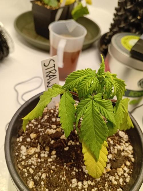 Between Growth and Madness. Week 3