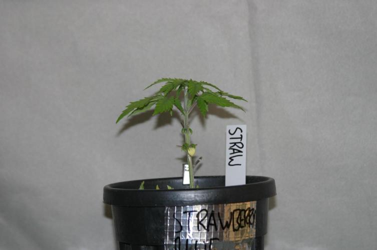 Between Growth and Madness. Week 3