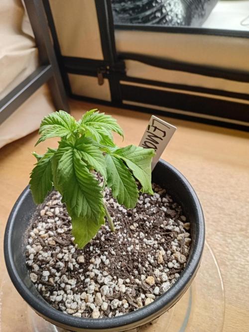 Photosynthesis on the Burnerphone. Week 3