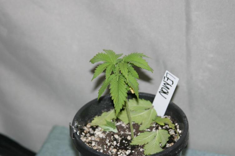 Photosynthesis on the Burnerphone. Week 3
