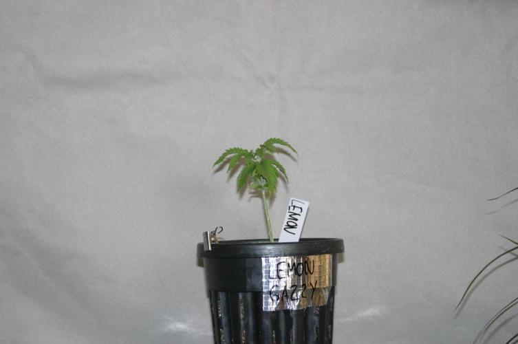 Photosynthesis on the Burnerphone. Week 3