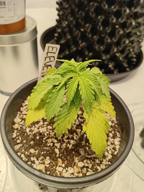 I know what you planted last summer. Week 3 - Sad