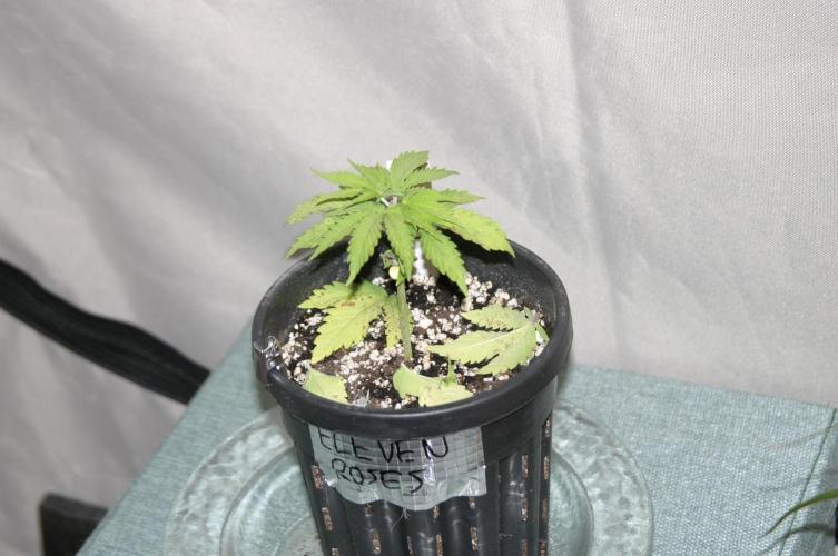 I know what you planted last summer. Week 3 - Def+Topp