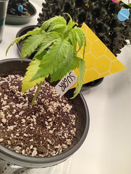 Green Thumbs at the Traphouse. Week 3