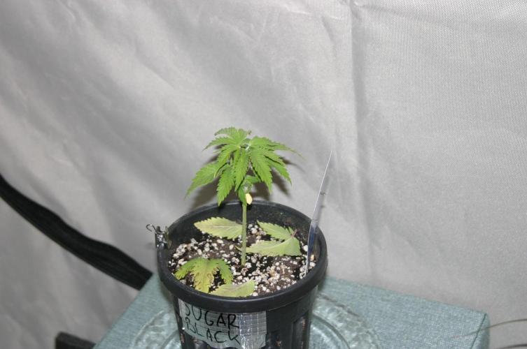 Green Thumbs at the Traphouse. Week 3 - Def+Topp
