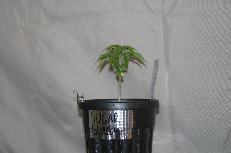 Green Thumbs at the Traphouse. Week 3