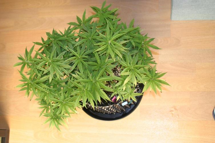Strength and Medical Mass. Week 16