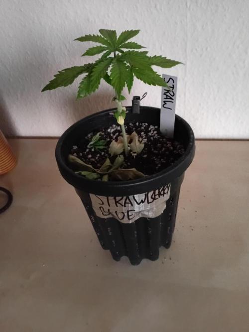 Between Growth and Madness. Week 3