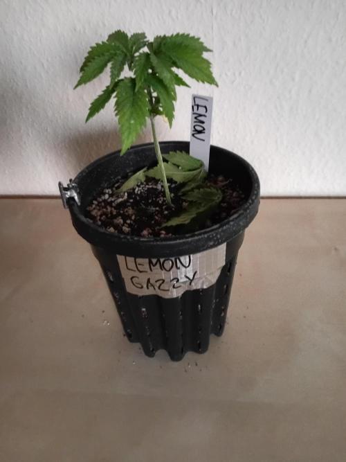 Photosynthesis on the Burnerphone. Week 3