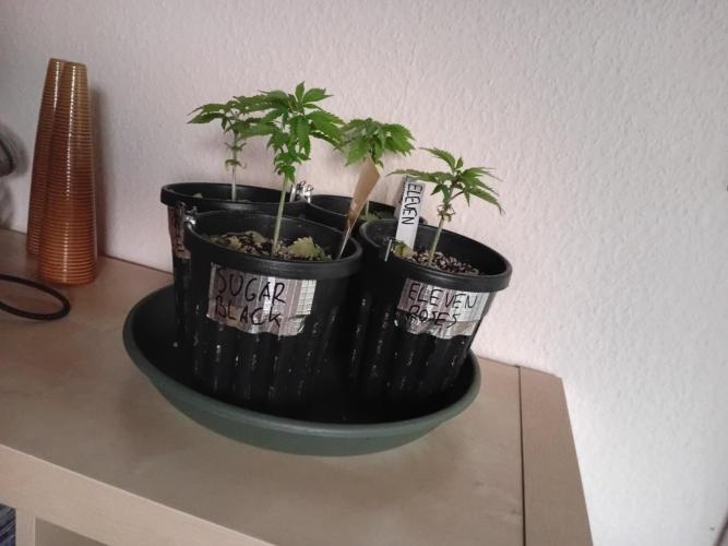 I know what you planted last summer. Week 3