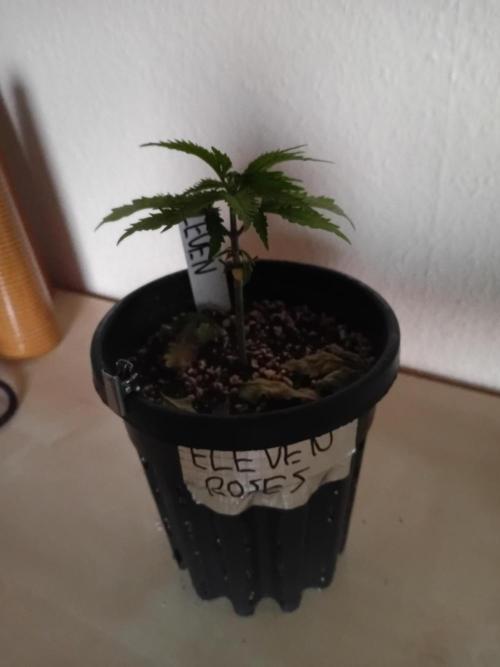 I know what you planted last summer. Week 3