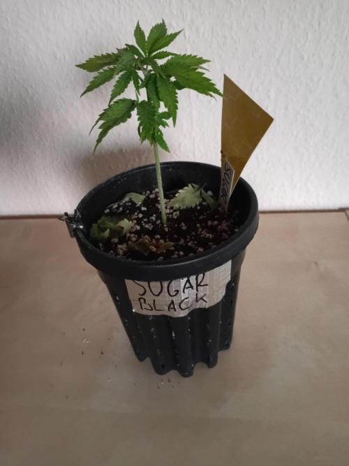 Green Thumbs at the Traphouse. Week 3