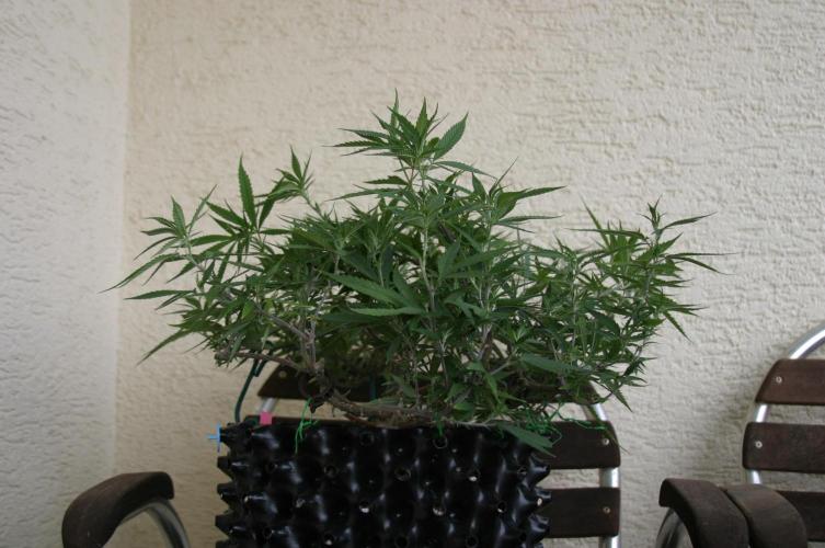 Strength and Medical Mass. Week 17