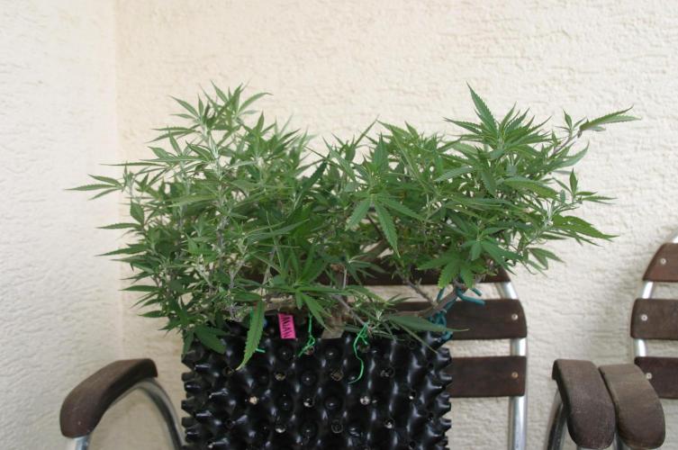 Strength and Medical Mass. Week 17