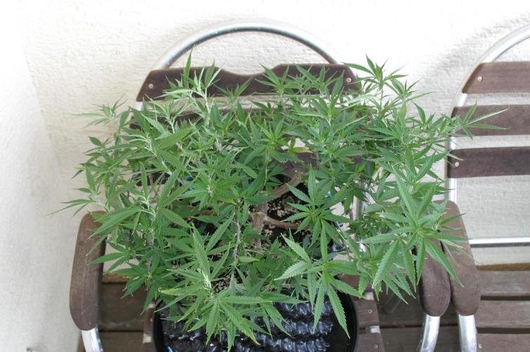 Strength and Medical Mass. Week 17