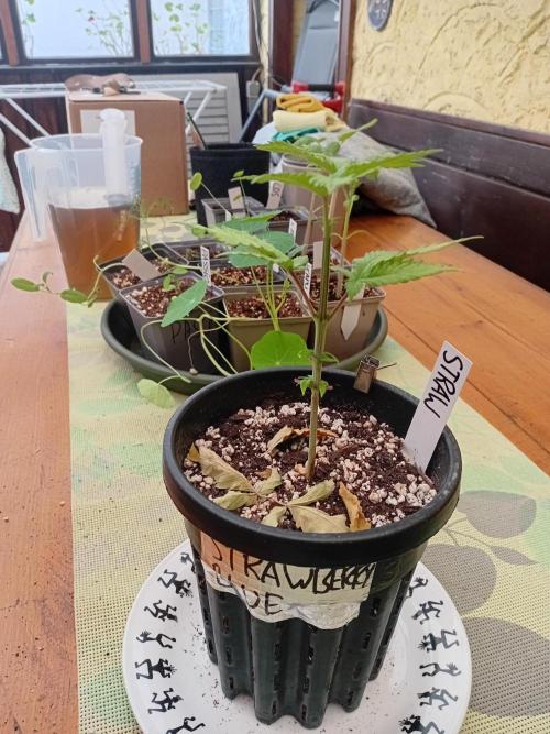 Between Growth and Madness. Week 4