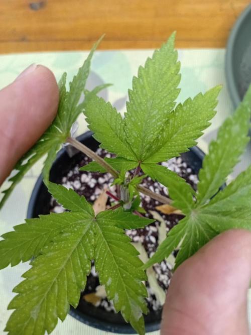 Between Growth and Madness. Week 4