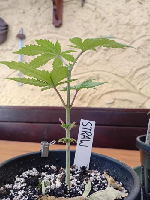 Between Growth and Madness. Week 4
