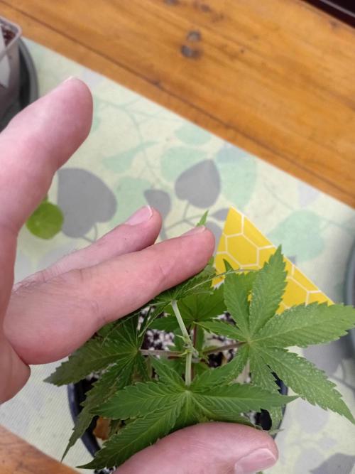 Green Thumbs at the Traphouse. Week 4