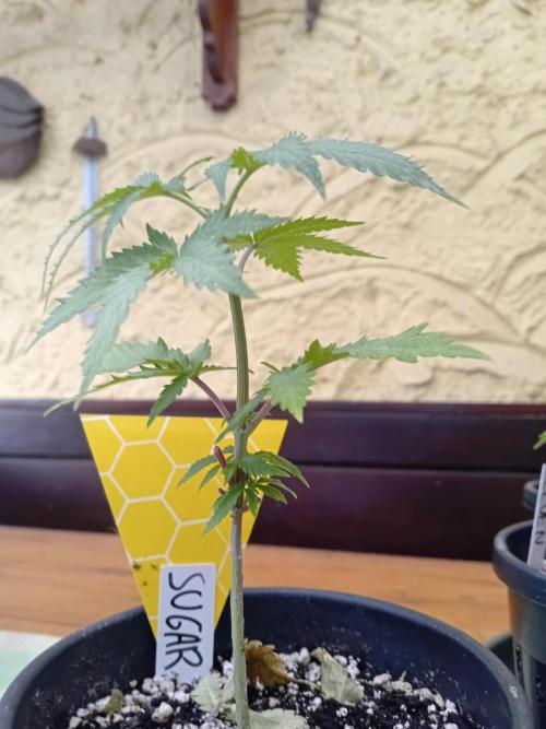 Green Thumbs at the Traphouse. Week 4