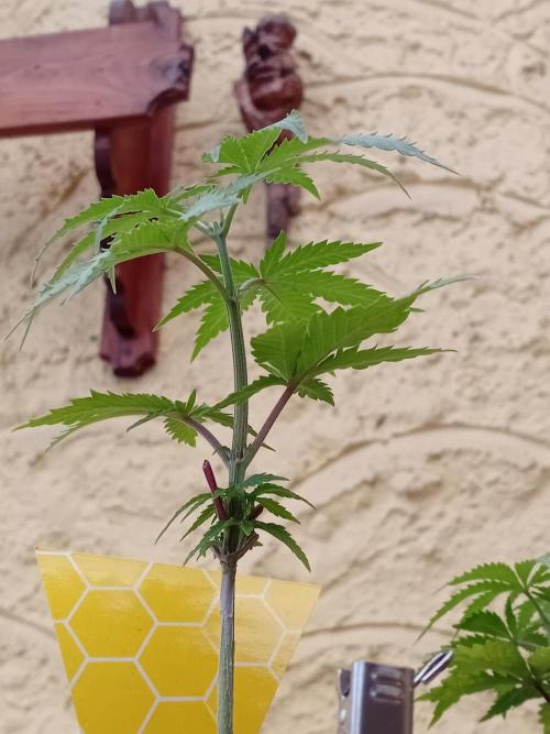 Green Thumbs at the Traphouse. Week 4