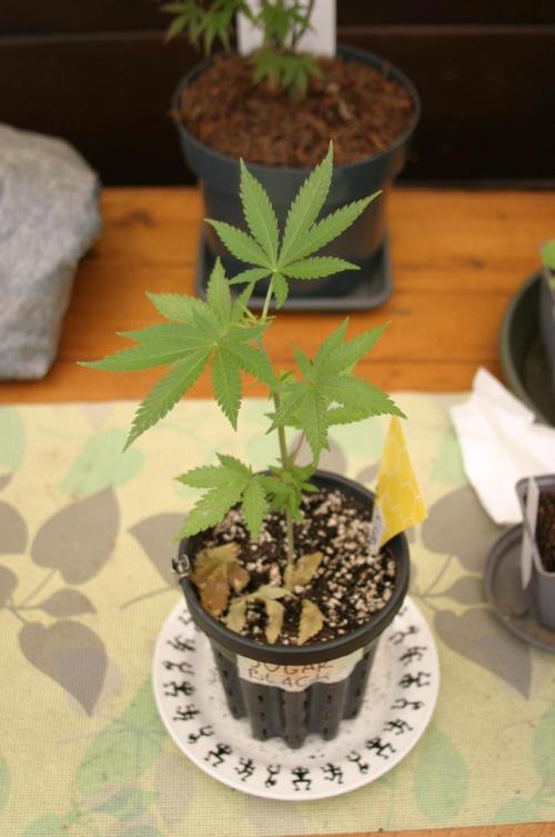 Green Thumbs at the Traphouse. Week 4