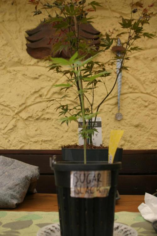 Green Thumbs at the Traphouse. Week 4