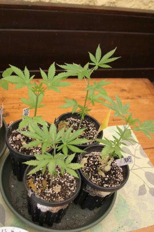 Green Thumbs at the Traphouse. Week 4
