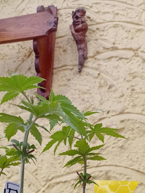 Photosynthesis on the Burnerphone. Week 4
