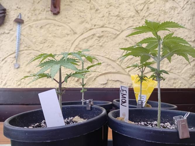 Photosynthesis on the Burnerphone. Week 4