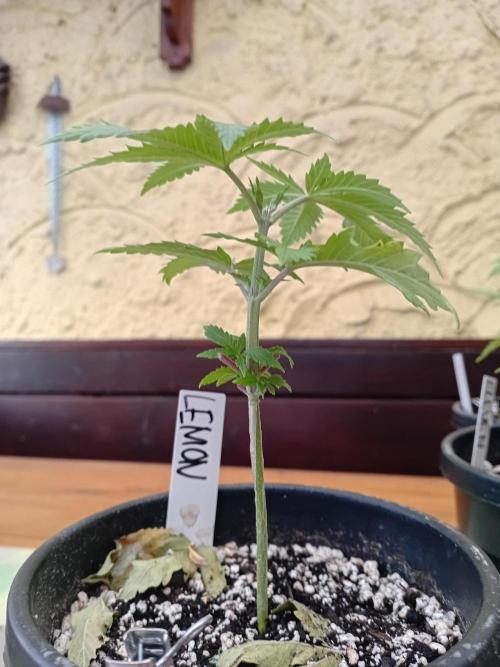 Photosynthesis on the Burnerphone. Week 4