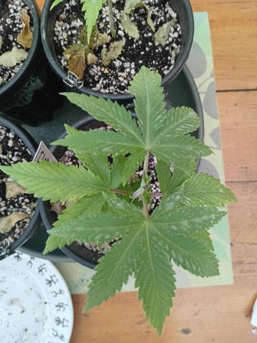 Photosynthesis on the Burnerphone. Week 4