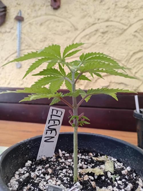 I know what you planted last summer. Week 4
