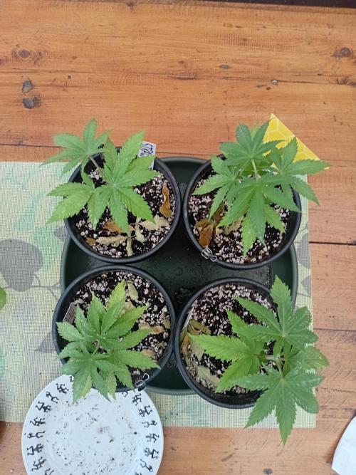 I know what you planted last summer. Week 4