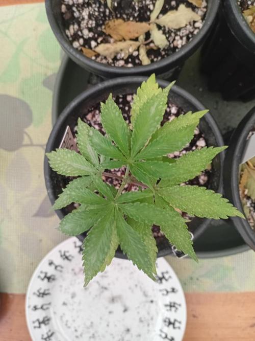 I know what you planted last summer. Week 4