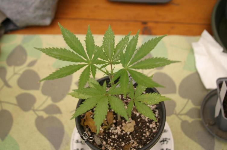I know what you planted last summer. Week 4